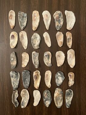 2-3” Flat Oyster Shells (30) - Cleaned Natural Shells